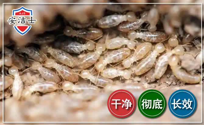 天涯区白蚁防治