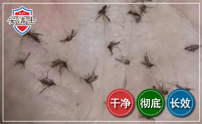天涯区蚊子防治-灭蚊
