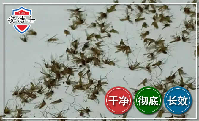 天涯区苍蝇防治-灭蝇