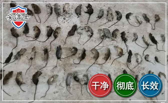 天涯区鼠害防治-灭鼠