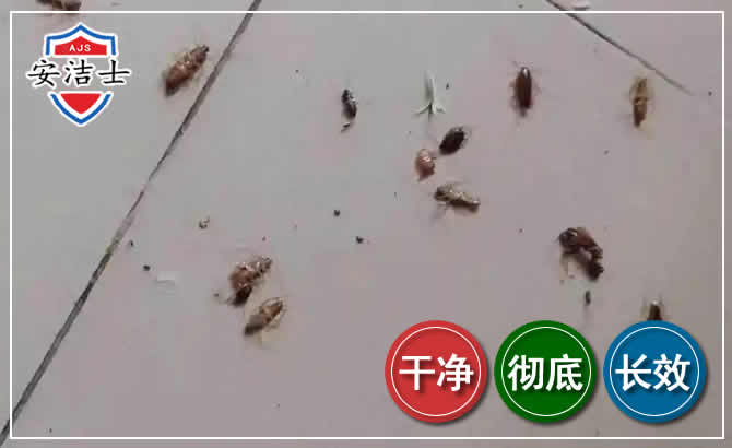 天涯区蟑螂防治-灭蟑螂
