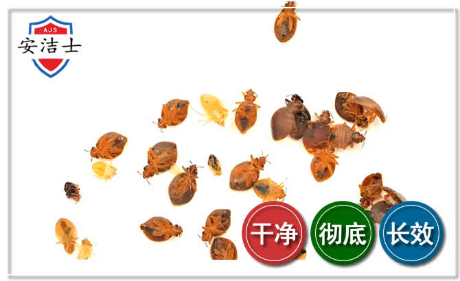 天涯区臭虫防治-消灭臭虫
